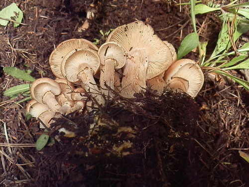 Honey Mushroom