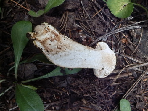 Honey Mushroom