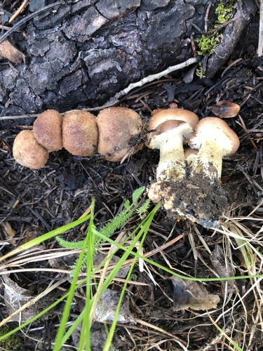 Honey Mushroom