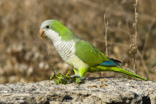 Monk Parakeet