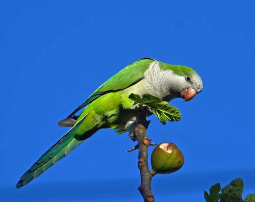 Monk Parakeet