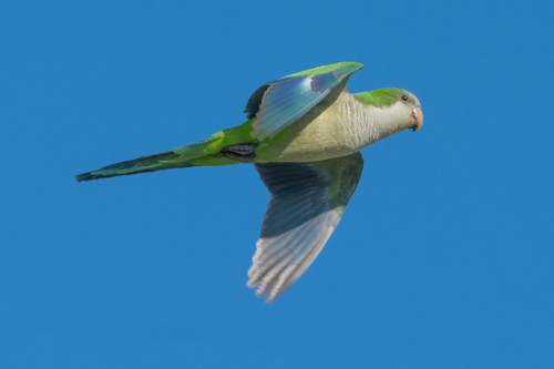 Monk Parakeet