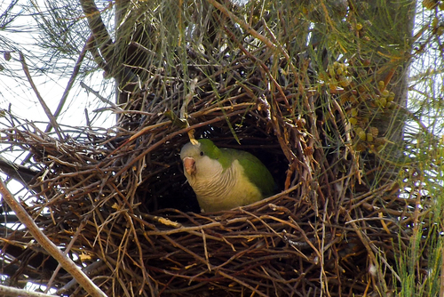 Monk Parakeet