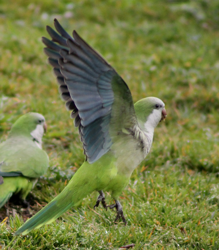 Monk Parakeet