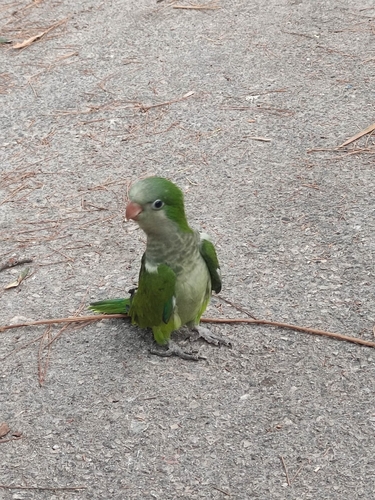 Monk Parakeet