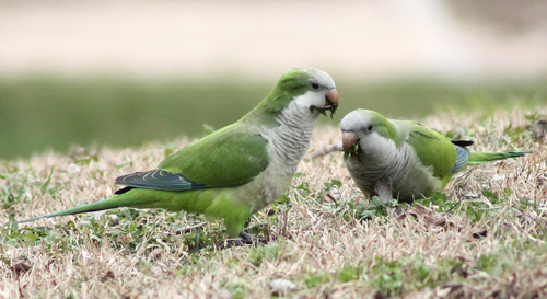 Monk Parakeet