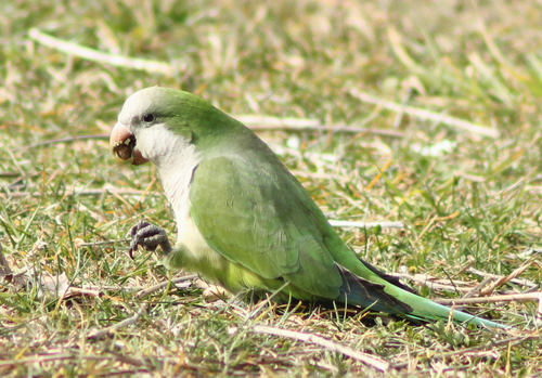 Monk Parakeet