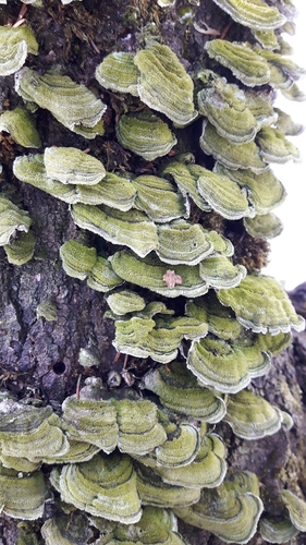 Mossy Maze Polypore