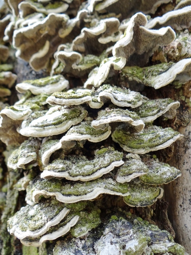 Mossy Maze Polypore