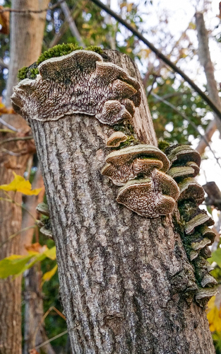 Mossy Maze Polypore