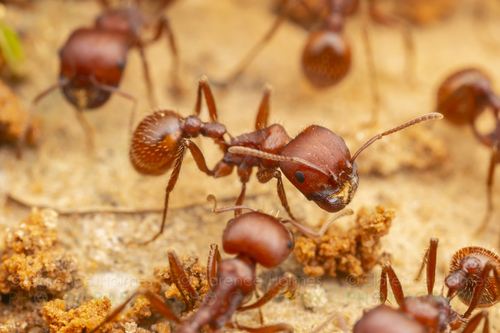 Red Harvester Ant