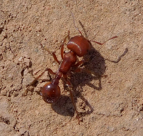 Red Harvester Ant