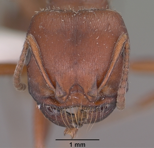 Red Harvester Ant