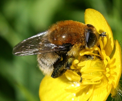 Narcissus Bulb Fly