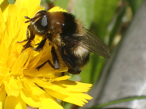 Narcissus Bulb Fly