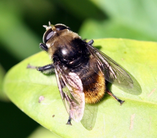 Narcissus Bulb Fly
