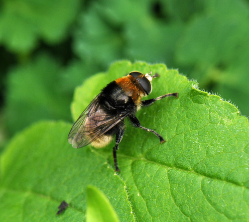 Narcissus Bulb Fly
