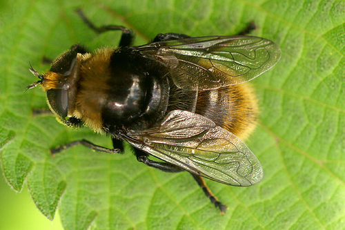 Narcissus Bulb Fly