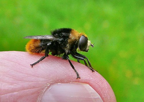 Narcissus Bulb Fly