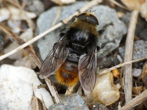 Narcissus Bulb Fly