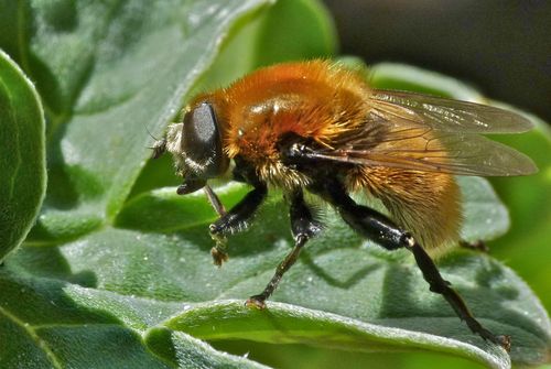 Narcissus Bulb Fly
