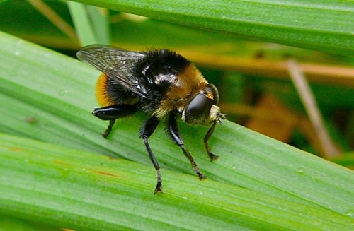 Narcissus Bulb Fly