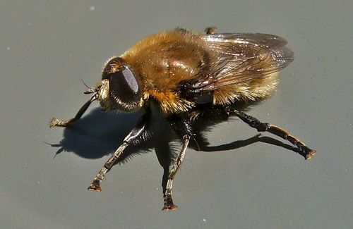 Narcissus Bulb Fly