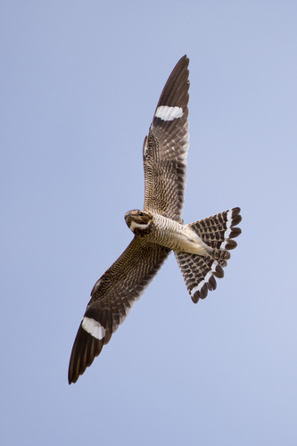 Common Nighthawk