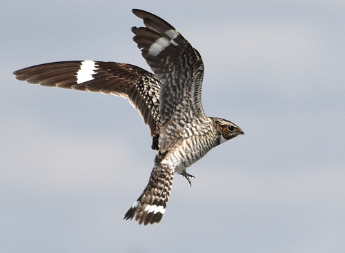 Common Nighthawk