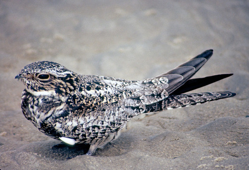 Common Nighthawk