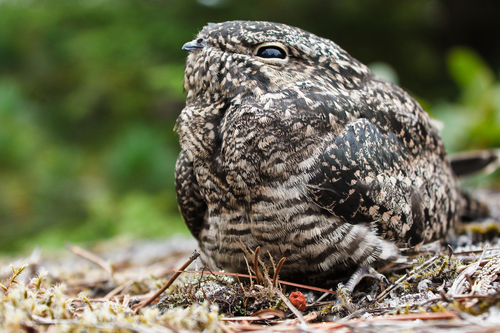 Common Nighthawk