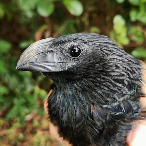Groove-billed Ani