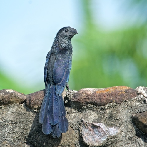 Groove-billed Ani