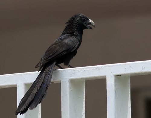 Groove-billed Ani