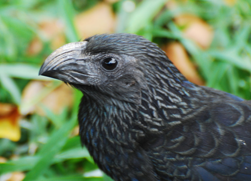 Groove-billed Ani