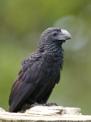 Groove-billed Ani