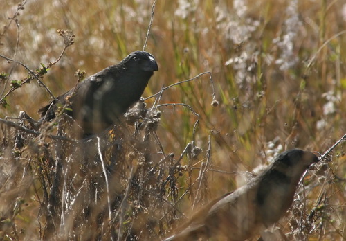Groove-billed Ani