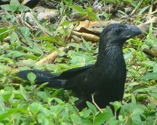 Groove-billed Ani