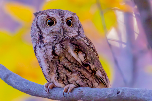 Eastern Screech-Owl