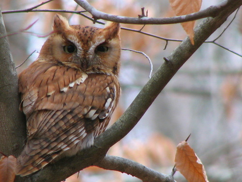 Eastern Screech-Owl