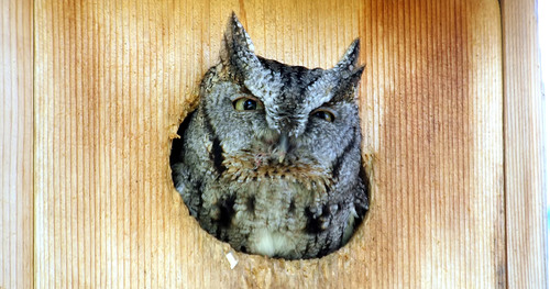 Eastern Screech-Owl