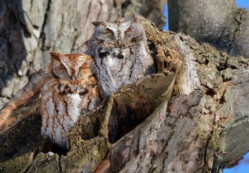 Eastern Screech-Owl