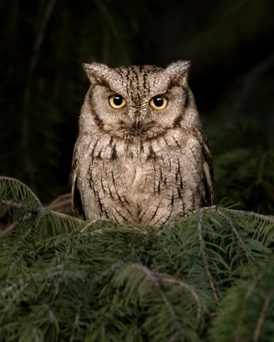Eastern Screech-Owl
