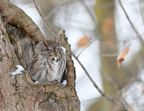 Eastern Screech-Owl