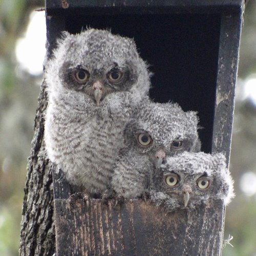 Eastern Screech-Owl