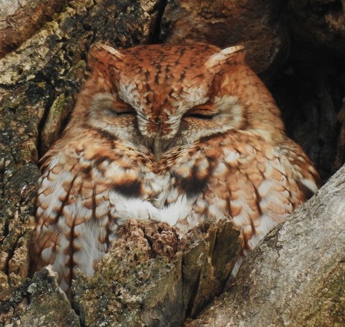 Eastern Screech-Owl