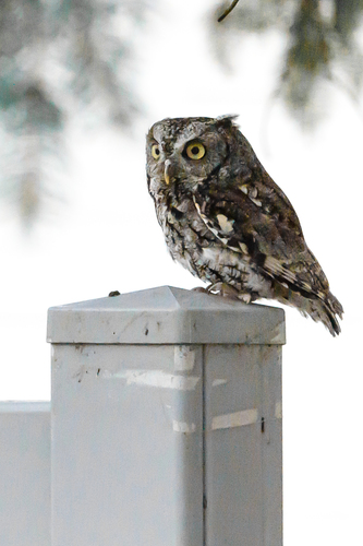 Eastern Screech-Owl