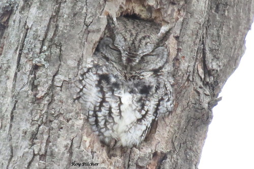 Eastern Screech-Owl