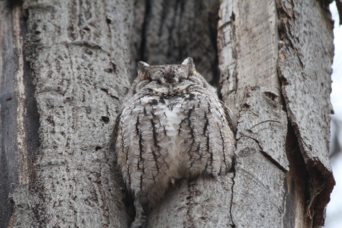Eastern Screech-Owl