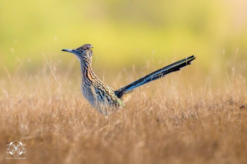 Greater Roadrunner